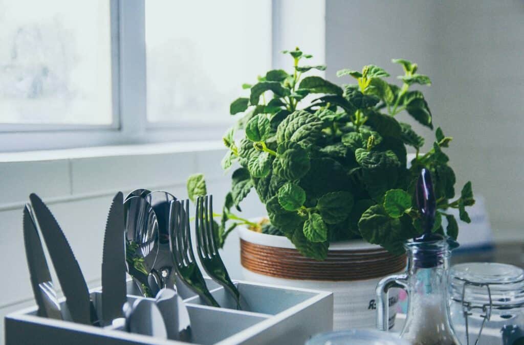 Basil Growing in Kitchen