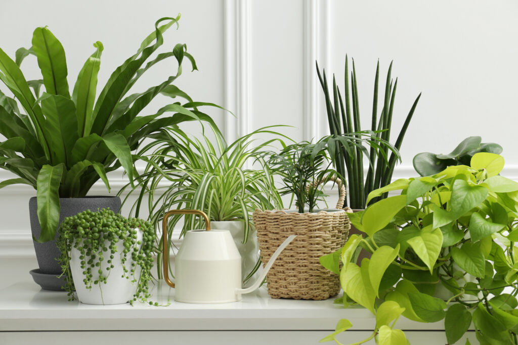 kitchen plants